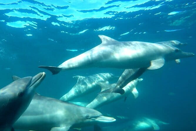 2 hour whale watching experience departing Hillarys Boat Harbour - Price and value: is €46.30 a fair deal?