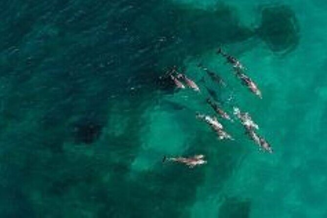 3 Island Wildlife Snorkel - Price and time: is $142.73 good value for this experience?