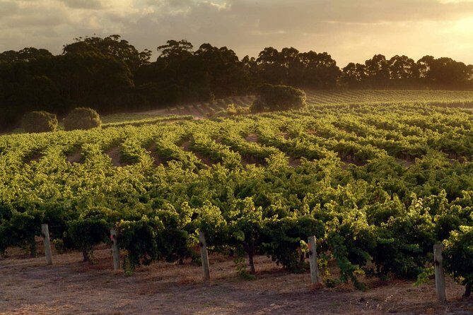 Flight to Leeuwin Winery for Lunch - Restaurant Choice Matters Because Lunch Isn’t Included