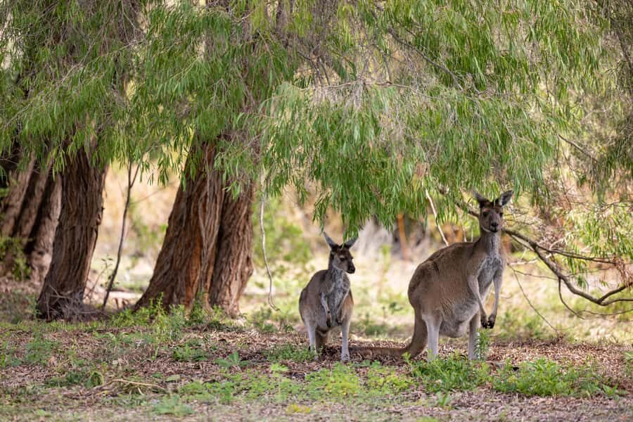From Perth: Pinnacles Lobster Shack and Yanchep Day Trip - Lake Thetis boardwalk: stromatolites and wildflowers on ancient time