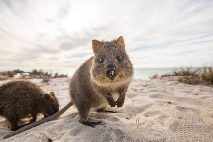 From Perth: Rottnest Island Grand Island Day Tour with Lunch - Who This Tour Suits Best (And Who Should Rethink It)