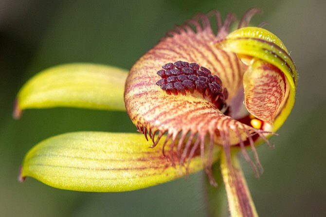 Orchids and Wildflowers Photographic Day tour from Perth - Key Things That Make This Tour Worth Your Day