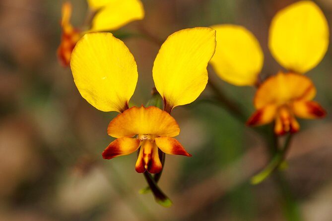 Orchids and Wildflowers Photographic Day tour from Perth - A Guide Who Shoots Orchids: Why Anna-Mair’s Lead Matters