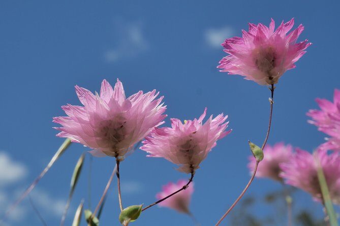 Orchids and Wildflowers Photographic Day tour from Perth - Your 9-Hour Timeline: Four to Six Stops Without Feeling Like You’re Racing