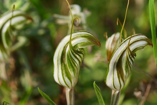 Orchids and Wildflowers Photographic Day tour from Perth - Lunch and Tea Breaks: Fuel That Keeps Your Focus Sharp