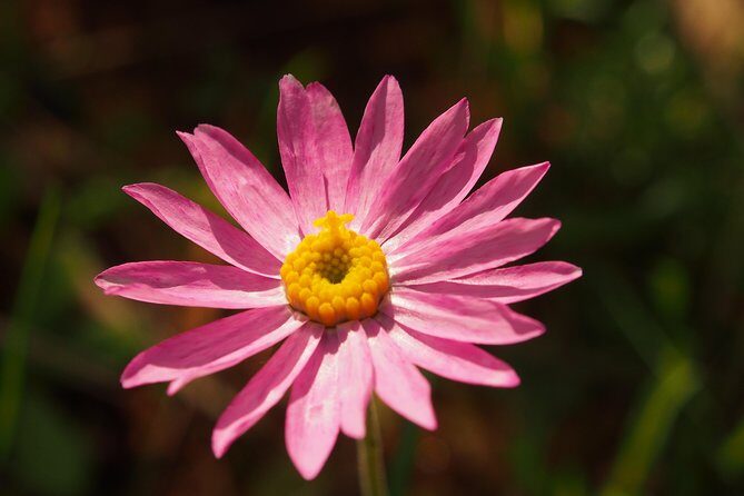 Orchids and Wildflowers Photographic Day tour from Perth - Who This Tour Suits Best (and Who Might Feel Frustrated)