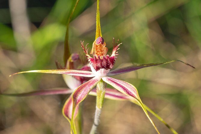 Orchids and Wildflowers Photographic Day tour from Perth - How the Flexible Route Keeps Your Photos From Becoming a Guessing Game