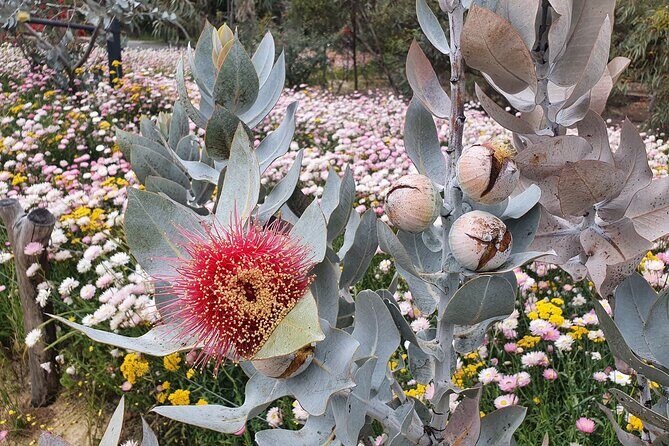 Pedals & Petals - Discovering Wildflowers Bike Tour Kings Park - Who this Kings Park bike tour suits best
