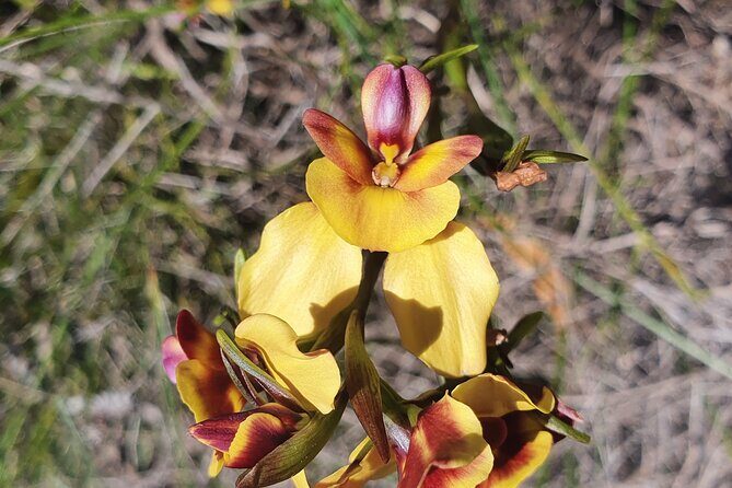 Pedals & Petals - Discovering Wildflowers Bike Tour Kings Park - Smart tips so your ride goes smoothly