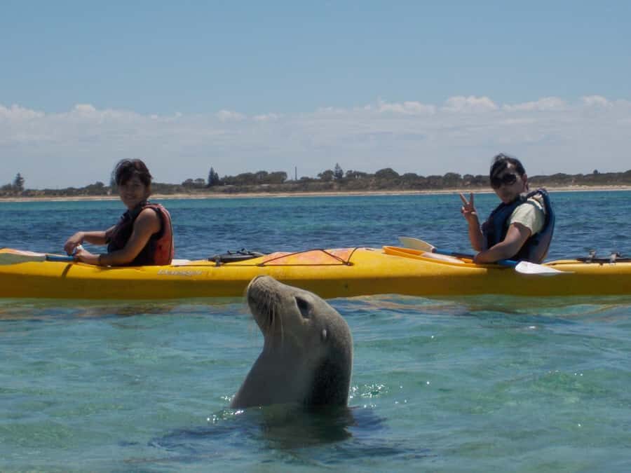 Perth: Shoalwater Islands Marine Park Sea Kayaking Tour - Quick hits before you go