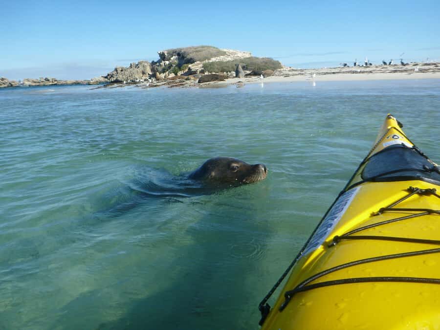 Perth: Shoalwater Islands Marine Park Sea Kayaking Tour - Getting from Perth to the water (about 45 minutes)