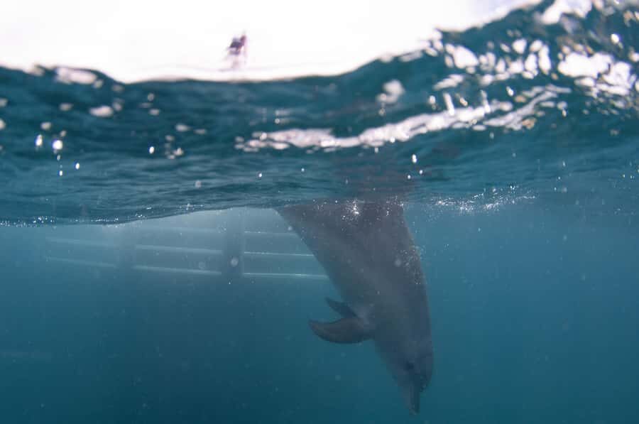 Perth: Swim with Wild Dolphins Tour - Swimming With Wild Dolphins: How Entries Work and How the Crew Protects the Moment