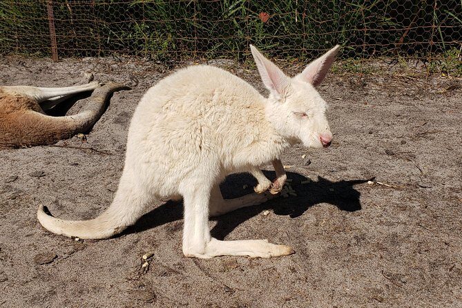 Perth Wildlife Park & City Highlights - Premium Small Group Tour - Indian Ocean Sunset Coast drive: coastal views without the full-day commitment