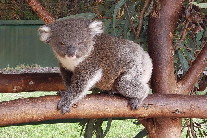 Perth Wildlife Park & City Highlights - Premium Small Group Tour - Kings Park and Botanic Garden: the views that put Perth on the map