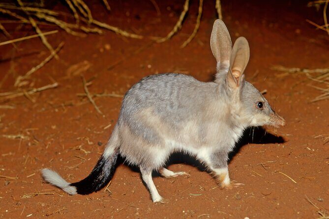 Perth Wildlife Tour Under the Stars with Dinner - Key highlights you’ll feel right away