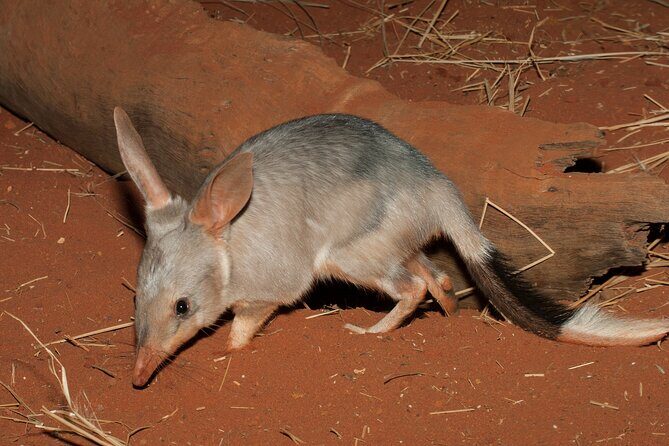 Perth Wildlife Tour Under the Stars with Dinner - Pickup, small-group travel, and the dirt-road reality