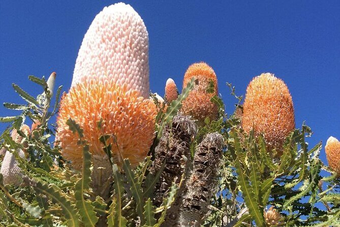 Pinnacles Day Tour - Yanchep National Park: Wildlife Viewing With Koalas and Kangaroos