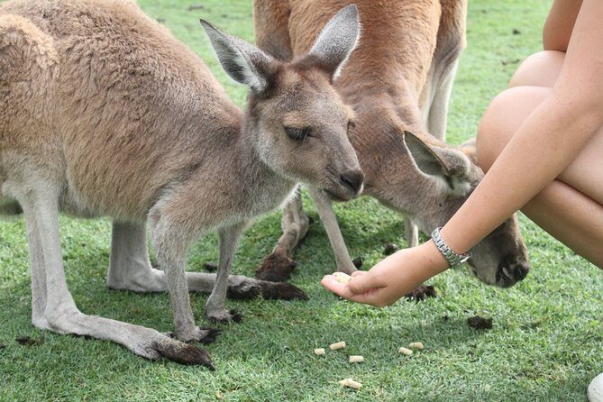 Pinnacles Desert, Koalas and Sandboarding 4WD Day Tour from Perth - Timing, Group Size, and How the Day Actually Feels