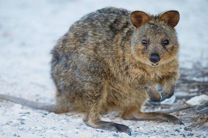 Rottnest Island All-Inclusive Grand Island Tour from Perth - Getting to Rottnest: Barrack Street Jetty to Swan River cruise